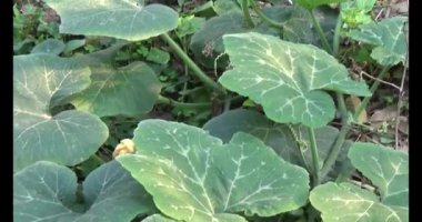 Bahçedeki balkabağı