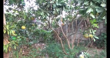 Bahçedeki greyfurt ağacı