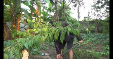 20 Aralık 2024, Haiduong, Vietnam. Tahta bir kazıkla bir ağacı destekleyin. İki adam çukur kazmak için kürek kullandı. Sonra da deliğe tahta bir kazık gömdüler. Sonra toprağı doldurdular. Sonunda, ağacı ahşap kazığa bir iple bağladılar..