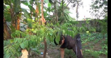 20 Aralık 2024, Haiduong, Vietnam. Tahta bir kazıkla bir ağacı destekleyin. İki adam çukur kazmak için kürek kullandı. Sonra da deliğe tahta bir kazık gömdüler. Sonra toprağı doldurdular. Sonunda, ağacı ahşap kazığa bir iple bağladılar..