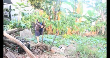 20 Aralık 2024, Haiduong, Vietnam. Tahta bir kazıkla bir ağacı destekleyin. İki adam çukur kazmak için kürek kullandı. Sonra da deliğe tahta bir kazık gömdüler. Sonra toprağı doldurdular. Sonunda, ağacı ahşap kazığa bir iple bağladılar..