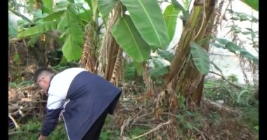 20 Aralık 2024, Haiduong, Vietnam. Tahta bir kazıkla bir ağacı destekleyin. İki adam çukur kazmak için kürek kullandı. Sonra da deliğe tahta bir kazık gömdüler. Sonra toprağı doldurdular. Sonunda, ağacı ahşap kazığa bir iple bağladılar..