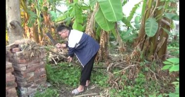 20 Aralık 2024, Haiduong, Vietnam. Tahta bir kazıkla bir ağacı destekleyin. İki adam çukur kazmak için kürek kullandı. Sonra da deliğe tahta bir kazık gömdüler. Sonra toprağı doldurdular. Sonunda, ağacı ahşap kazığa bir iple bağladılar..
