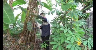 20 Aralık 2024, Haiduong, Vietnam.İki adam salatalıkların tırmanması için dallar diktiler.