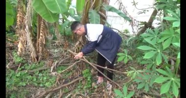 20 Aralık 2024, Haiduong, Vietnam.İki adam salatalıkların tırmanması için dallar diktiler.