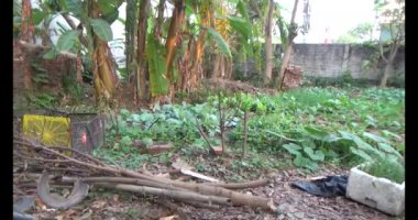 20 Aralık 2024, Haiduong, Vietnam.İki adam salatalıkların tırmanması için dallar diktiler.