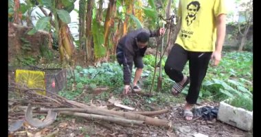 20 Aralık 2024, Haiduong, Vietnam.İki adam salatalıkların tırmanması için dallar diktiler.