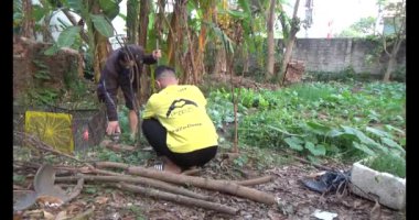 20 Aralık 2024, Haiduong, Vietnam.İki adam salatalıkların tırmanması için dallar diktiler.