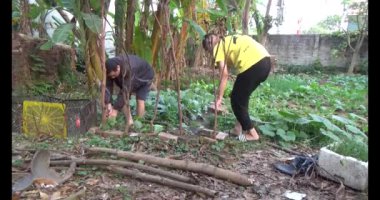 20 Aralık 2024, Haiduong, Vietnam.İki adam salatalıkların tırmanması için dallar diktiler.