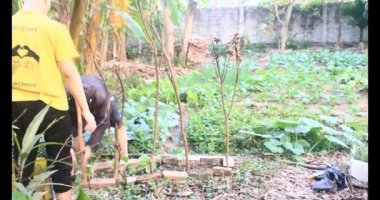 20 Aralık 2024, Haiduong, Vietnam.trellis Bahçedeki salatalıklar için