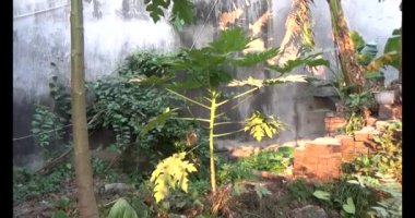 Bahçedeki papaya ağacı