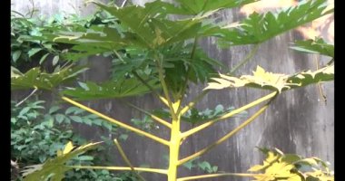 Bahçedeki papaya ağacı