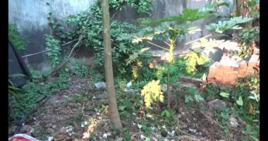 Bahçedeki papaya ağacı