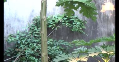 Bahçedeki papaya ağacı