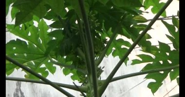 Bahçedeki papaya ağacı