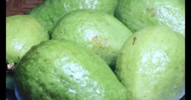 Tabakta guava var.