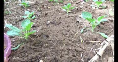 Bahçede sarımsak yetiştir.