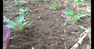 Bahçede sarımsak yetiştir.