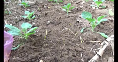 Bahçede sarımsak yetiştir.