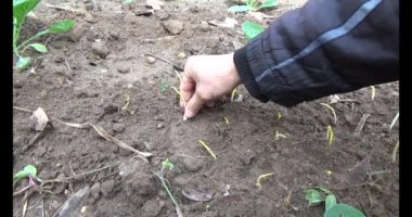 Bahçede sarımsak yetiştir.