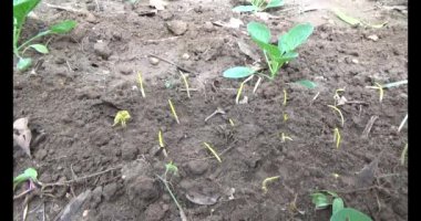 Bahçede sarımsak yetiştir.