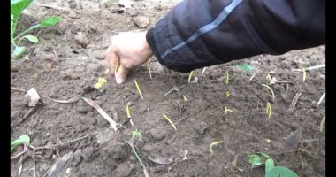 Bahçede sarımsak yetiştir.