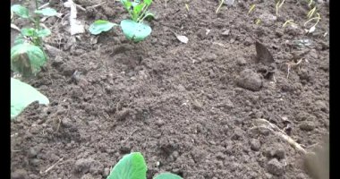 Bahçede sarımsak yetiştir.