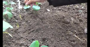 Bahçede sarımsak yetiştir.