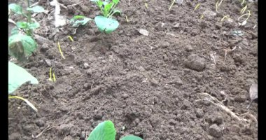 Bahçede sarımsak yetiştir.