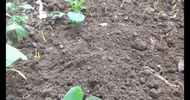 Bahçede sarımsak yetiştir.