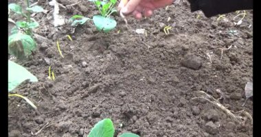 Bahçede sarımsak yetiştir.