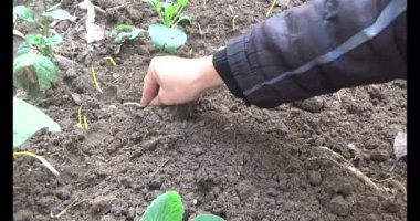 Bahçede sarımsak yetiştir.