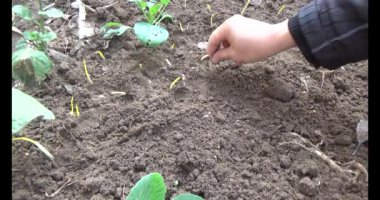 Bahçede sarımsak yetiştir.