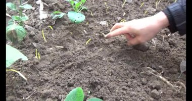 Bahçede sarımsak yetiştir.