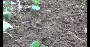 Bahçede sarımsak yetiştir.