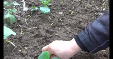 Bahçede sarımsak yetiştir.