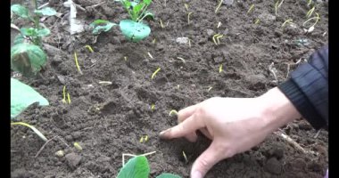 Bahçede sarımsak yetiştir.