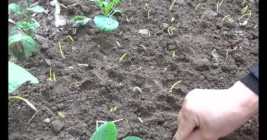 Bahçede sarımsak yetiştir.