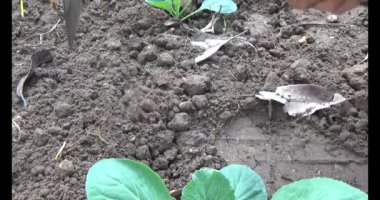 Bahçede sarımsak yetiştir.