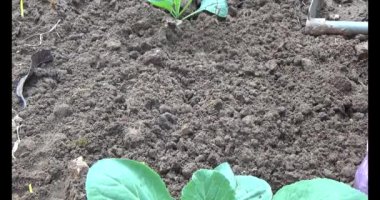 Bahçede sarımsak yetiştir.