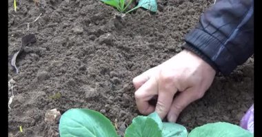 Bahçede sarımsak yetiştir.