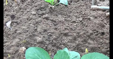 Bahçede sarımsak yetiştir.