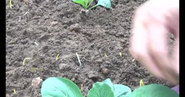 Bahçede sarımsak yetiştir.