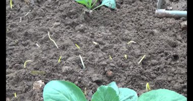 Bahçede sarımsak yetiştir.