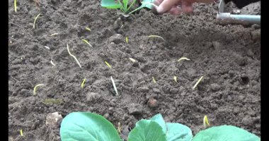 Bahçede sarımsak yetiştir.