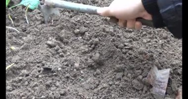 Bahçede sarımsak yetiştir.