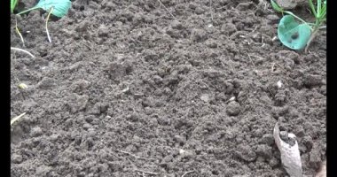 Bahçede sarımsak yetiştir.