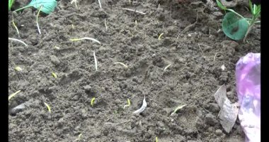 Bahçede sarımsak yetiştir.