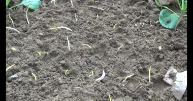 Bahçede sarımsak yetiştir.