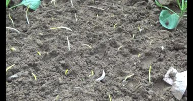 Bahçede sarımsak yetiştir.